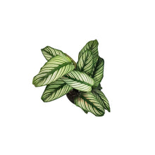Load image into Gallery viewer, Calathea, 6in, White Star