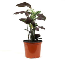 Load image into Gallery viewer, Calathea, 6in, White Star