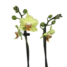 Load image into Gallery viewer, Orchid, 3.5in, Phalaenopsis Double Spike