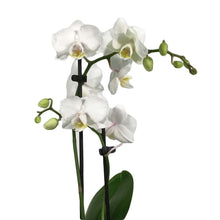 Load image into Gallery viewer, Orchid, 3.5in, Phalaenopsis Double Spike