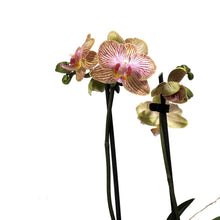 Load image into Gallery viewer, Orchid, 3.5in, Phalaenopsis Double Spike