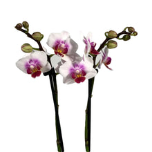Load image into Gallery viewer, Orchid, 3.5in, Phalaenopsis Double Spike