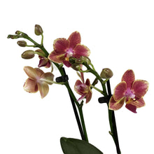 Load image into Gallery viewer, Orchid, 3.5in, Phalaenopsis Double Spike