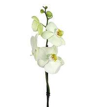Load image into Gallery viewer, Orchid, 5in, Phalaenopsis Single Spike