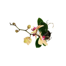 Load image into Gallery viewer, Orchid, 5in, Phalaenopsis Single Spike