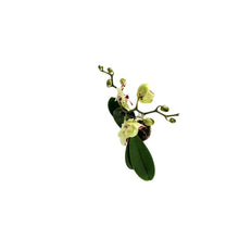 Load image into Gallery viewer, Orchid, 5in, Phalaenopsis Single Spike