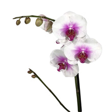 Load image into Gallery viewer, Orchid, 5in, Phalaenopsis Single Spike