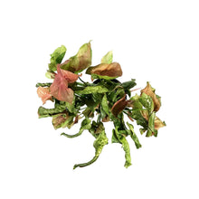 Load image into Gallery viewer, Syngonium, 5in, Neon Robusta