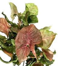 Load image into Gallery viewer, Syngonium, 5in, Neon Robusta