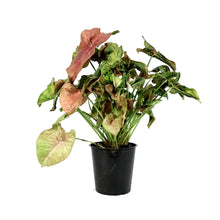 Load image into Gallery viewer, Syngonium, 5in, Neon Robusta