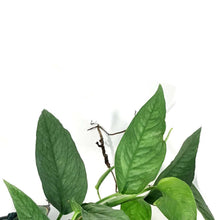 Load image into Gallery viewer, Epipremnum Pinnatum, 6in HB, Cebu Blue