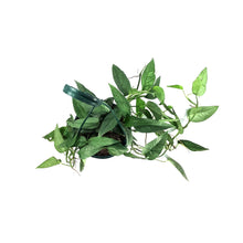 Load image into Gallery viewer, Epipremnum Pinnatum, 6in HB, Cebu Blue