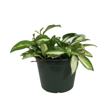 Load image into Gallery viewer, Hoya, 6in, Carnosa Krimson Princess