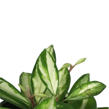 Load image into Gallery viewer, Hoya, 6in, Carnosa Krimson Princess