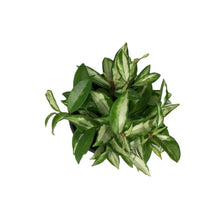 Load image into Gallery viewer, Hoya, 6in, Carnosa Krimson Princess
