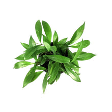 Load image into Gallery viewer, Hoya, 6in, Pubicalyx