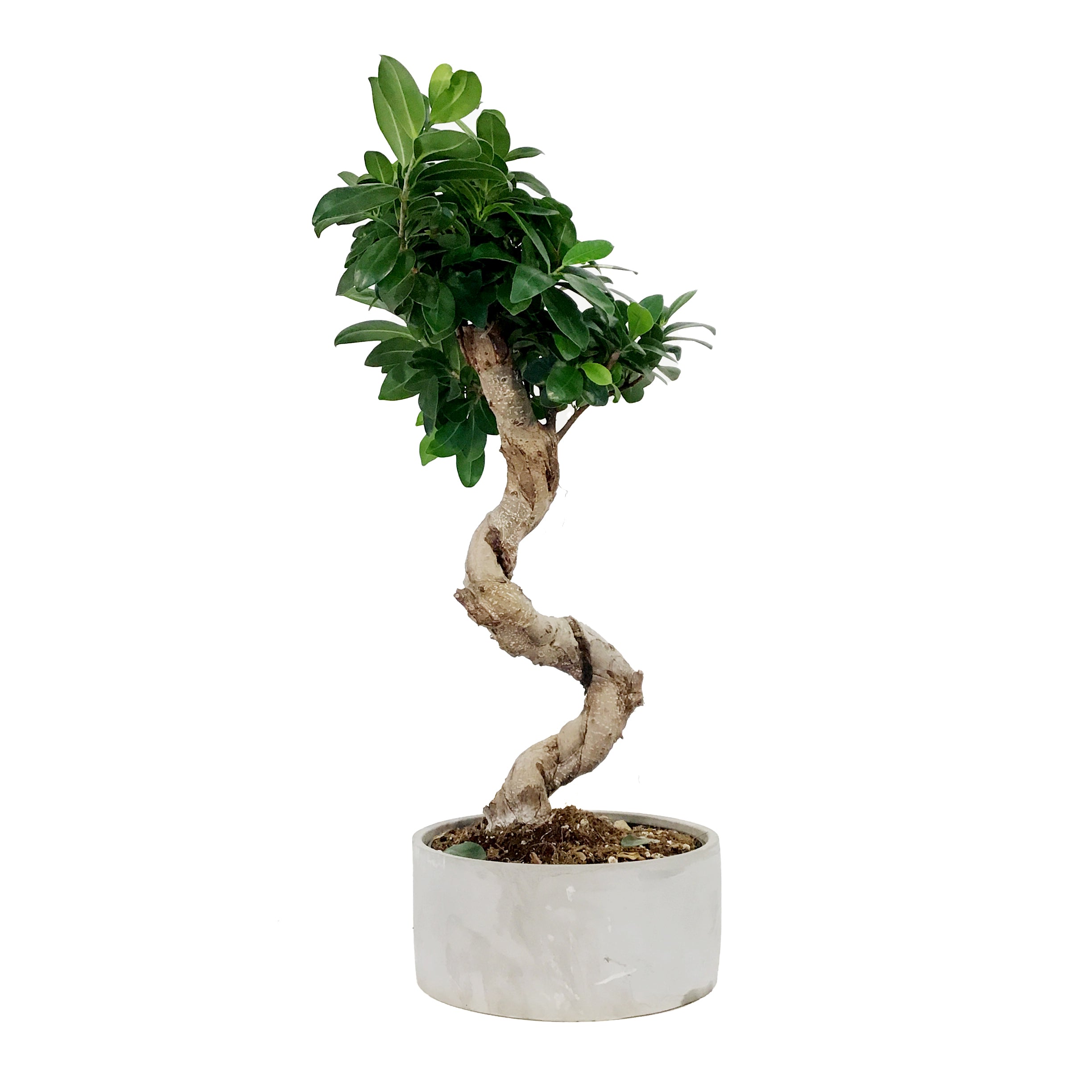 Bonsai, 8in, Ficus Ginseng in Ceramic Pot, S-Shape – Floral Acres