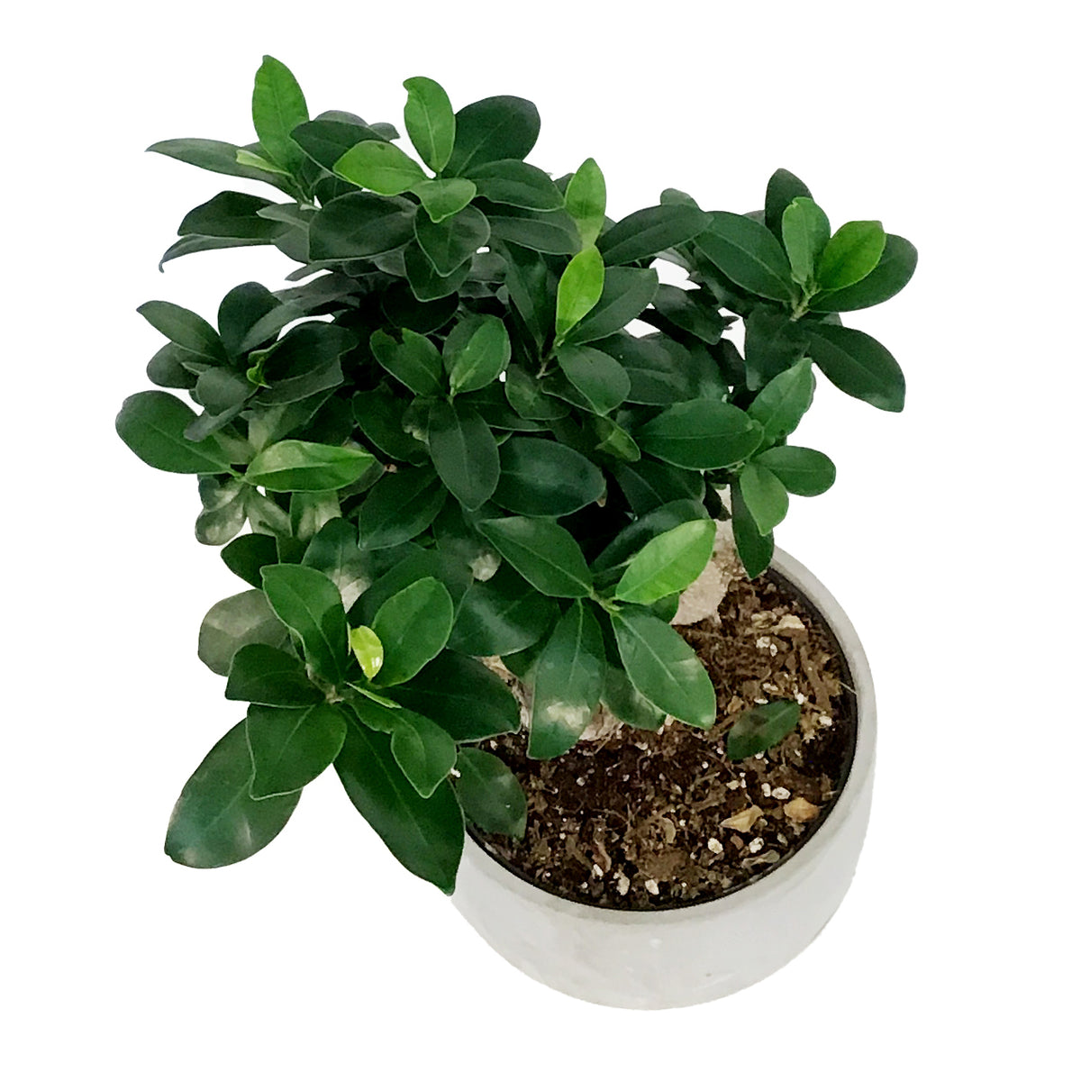 Bonsai, 8in, Ficus Ginseng in Ceramic Pot, S-Shape – Floral Acres