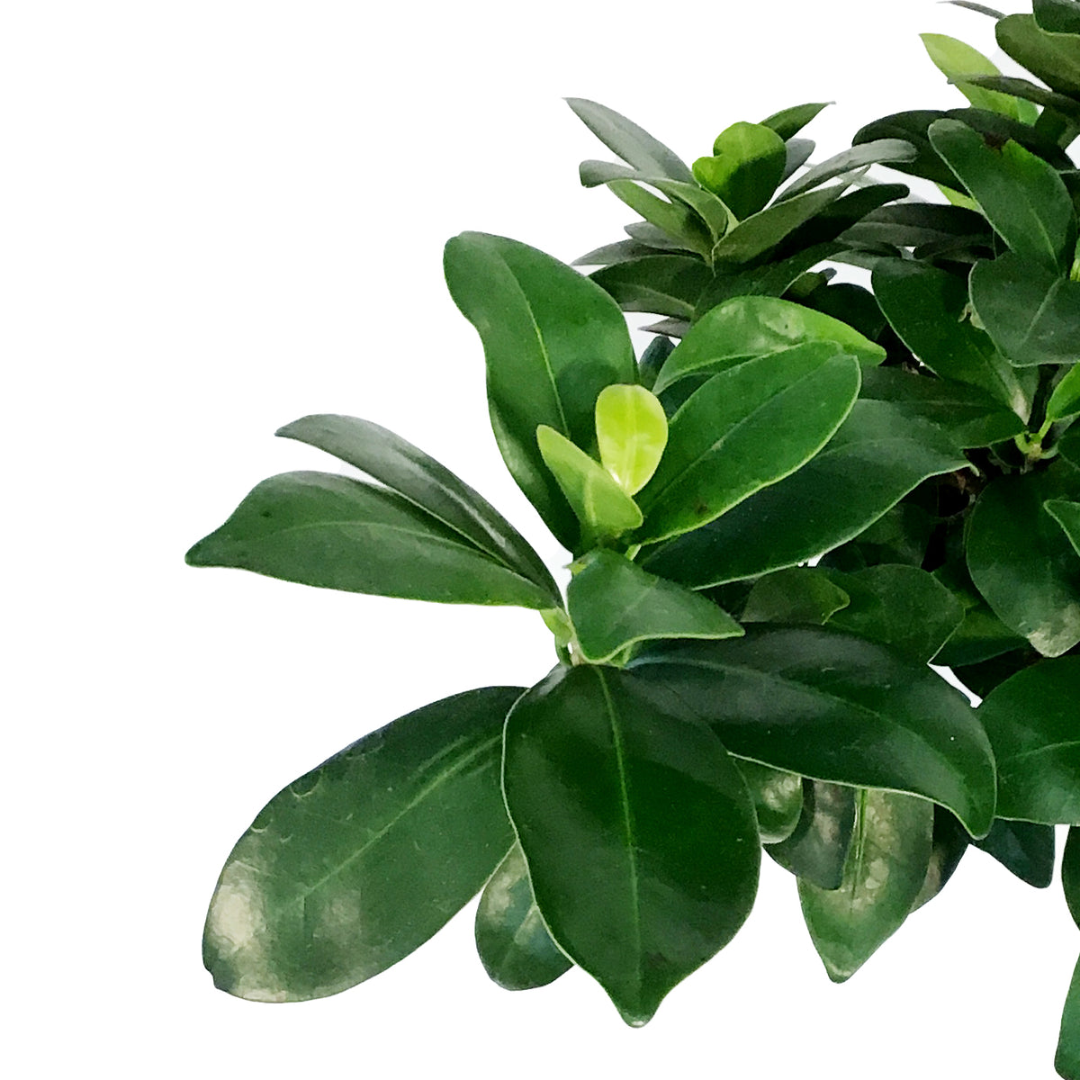 Bonsai, 8in, Ficus Ginseng in Ceramic Pot, S-Shape – Floral Acres
