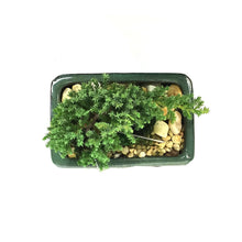 Load image into Gallery viewer, Bonsai, 6in, Juniper in Ceramic Pot