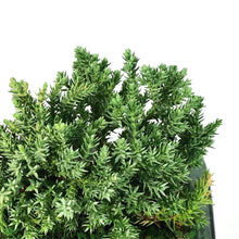 Load image into Gallery viewer, Bonsai, 6in, Juniper in Ceramic Pot