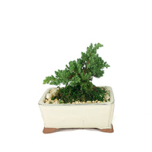 Load image into Gallery viewer, Bonsai, 6in, Juniper in Ceramic Pot