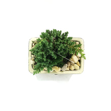 Load image into Gallery viewer, Bonsai, 6in, Juniper in Ceramic Pot