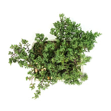 Load image into Gallery viewer, Bonsai, 12in, Juniper in Ceramic Pot