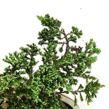 Load image into Gallery viewer, Bonsai, 12in, Juniper in Ceramic Pot