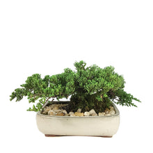 Load image into Gallery viewer, Bonsai, 12in, Juniper in Ceramic Pot