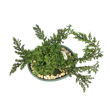 Load image into Gallery viewer, Bonsai, 12in, Juniper in Ceramic Pot