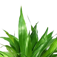 Load image into Gallery viewer, Lucky Bamboo, 6in, Twist in Ceramic Pot
