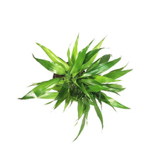 Load image into Gallery viewer, Lucky Bamboo, 6in, Twist in Ceramic Pot