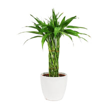 Load image into Gallery viewer, Lucky Bamboo, 6in, Twist in Ceramic Pot