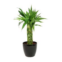 Load image into Gallery viewer, Lucky Bamboo, 6in, Twist in Ceramic Pot