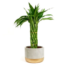 Load image into Gallery viewer, Lucky Bamboo, 6in, Twist in Ceramic Pot