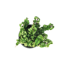 Load image into Gallery viewer, Hoya, 6in, Compacta