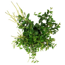 Load image into Gallery viewer, Peperomia, 4in, Funky Frog