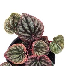 Load image into Gallery viewer, Peperomia, 4in, Abricos