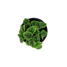 Load image into Gallery viewer, Peperomia, 4in, Emerald Ripple