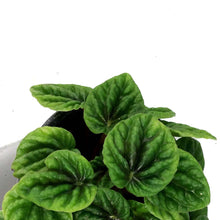 Load image into Gallery viewer, Peperomia, 4in, Emerald Ripple