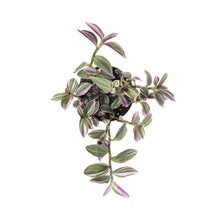 Load image into Gallery viewer, Tradescantia, 4in, Sweetness