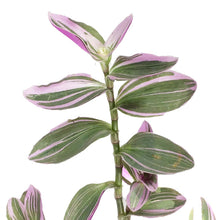 Load image into Gallery viewer, Tradescantia, 4in, Sweetness