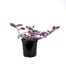 Load image into Gallery viewer, Tradescantia, 4in, Sweetness
