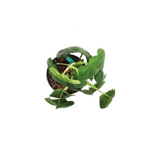 Load image into Gallery viewer, Syngonium, 6in, Ice Frost