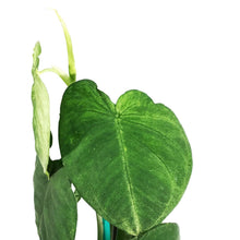 Load image into Gallery viewer, Syngonium, 6in, Ice Frost