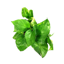 Load image into Gallery viewer, Pothos, 4in, Hawaiian