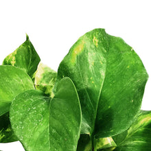 Load image into Gallery viewer, Pothos, 4in, Hawaiian