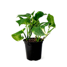Load image into Gallery viewer, Pothos, 4in, Hawaiian