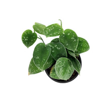 Load image into Gallery viewer, Scindapsus, 4in, Silvery Ann